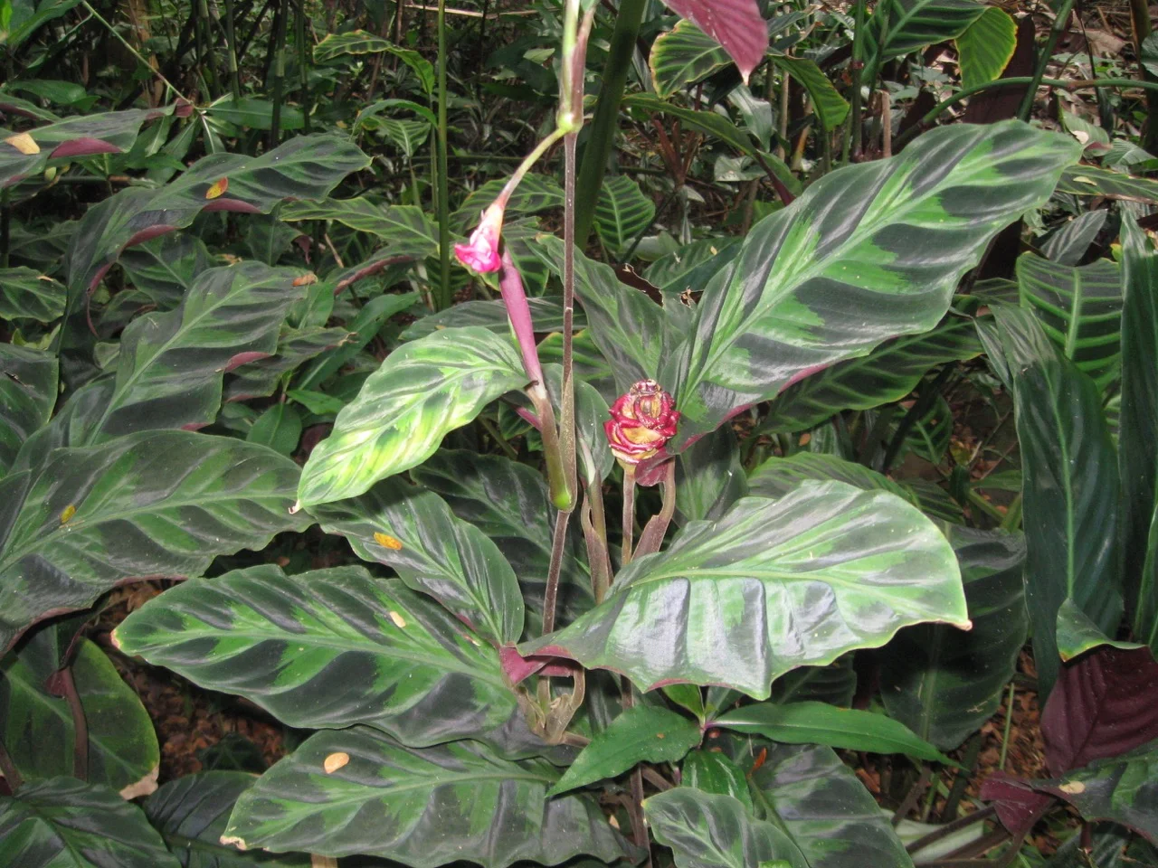 Calathea warscewiczii .jpg
