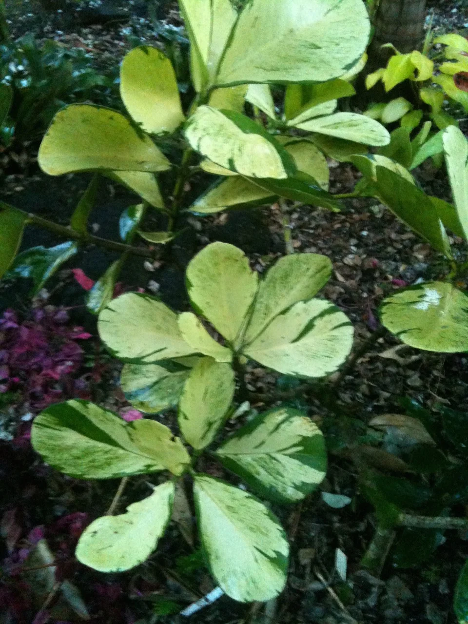 Clusia rosea 'Variegata' -3.jpg