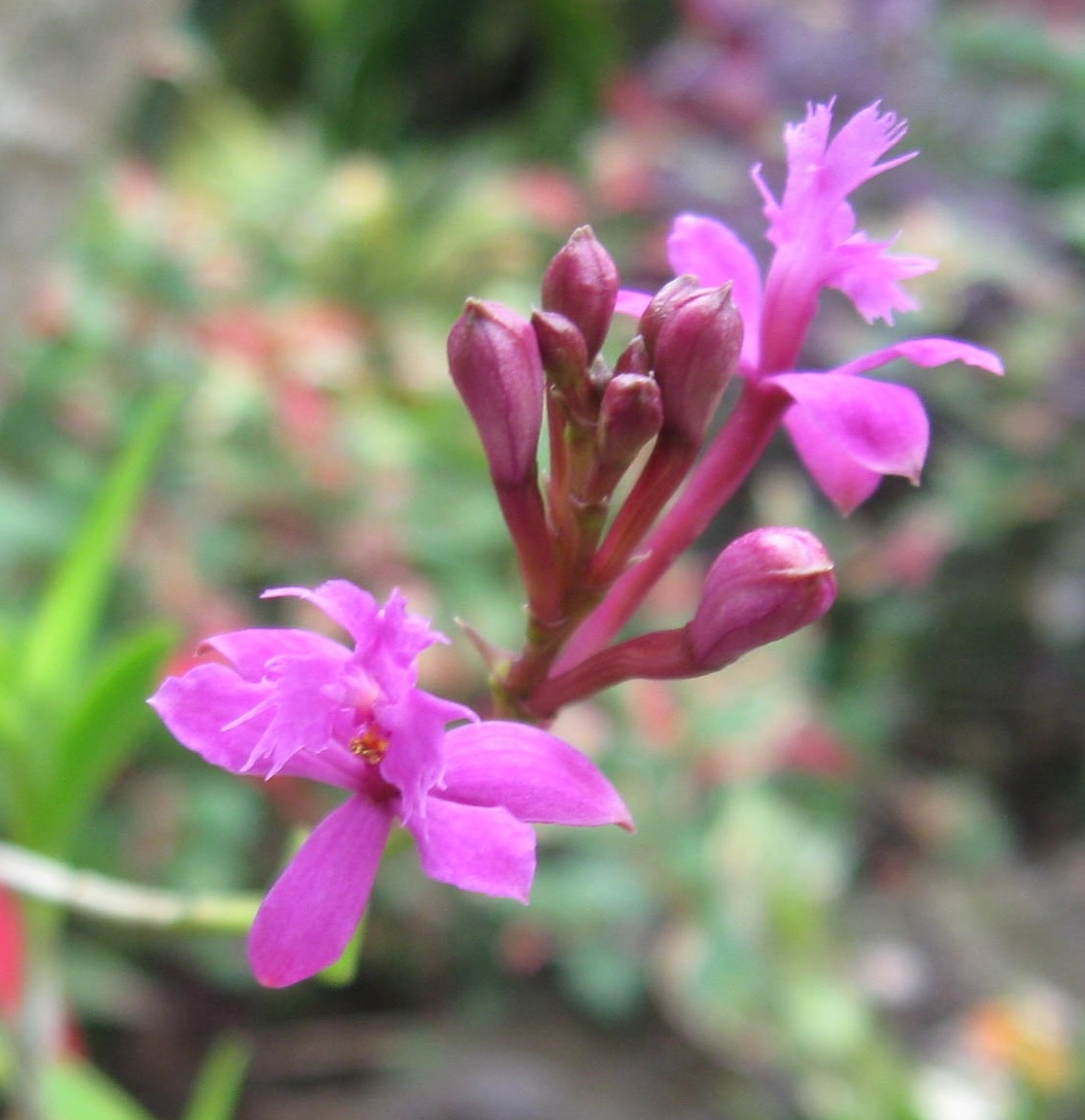 Epidendrum ‘Ecuador Purple' (E. secundum).jpg