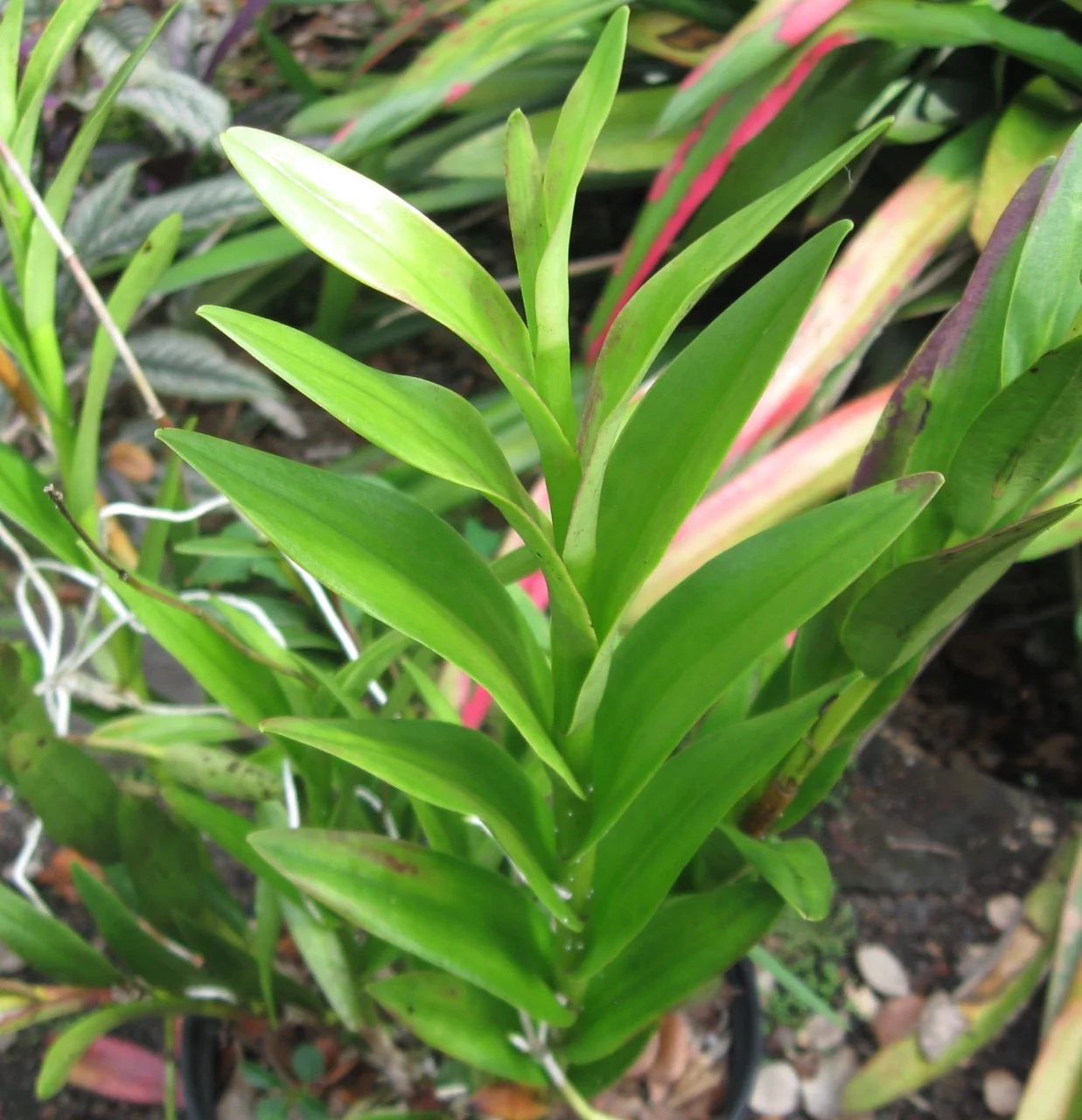 Epidendrum ‘Ecuador Purple'-2.jpg