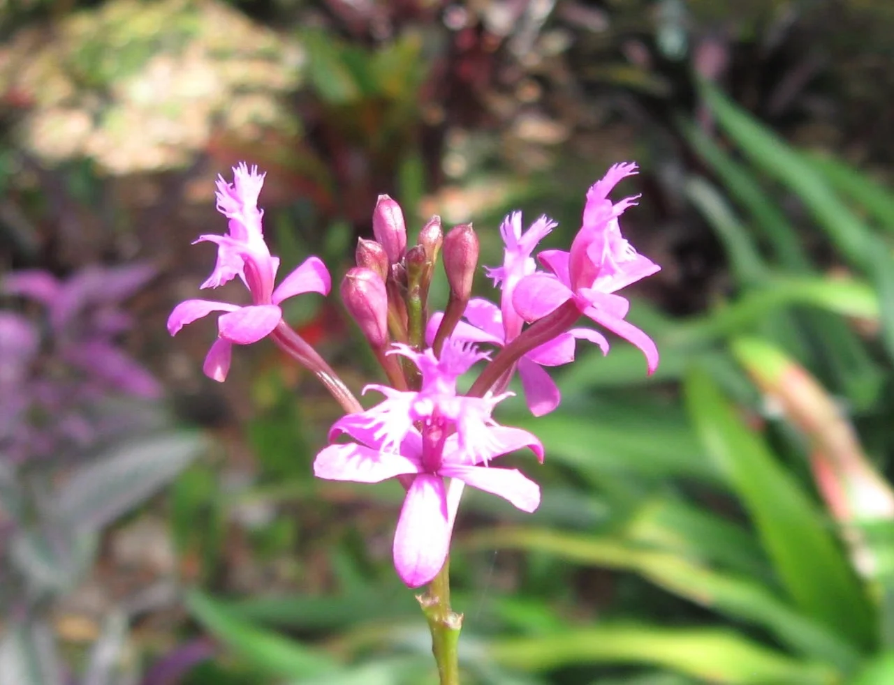 Epidendrum ‘Ecuador Purple'.jpg
