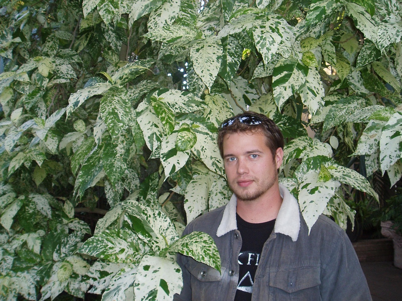Ficus aspera jeff.jpg