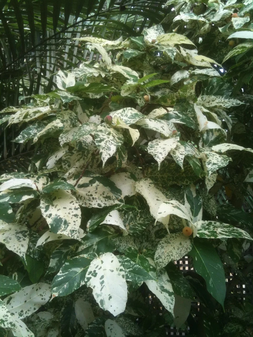 Ficus aspera-3.jpg