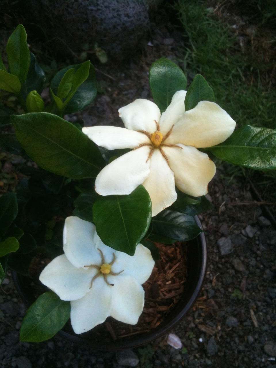 Gardenia jasminoides 'Shooting Star'.jpg