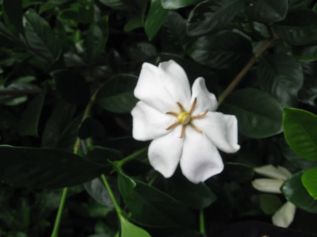 Gardenia jasminoides 'Shooting Star'-2.jpg