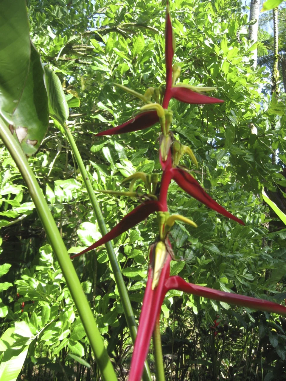 Heliconia schiedeana-2.jpg
