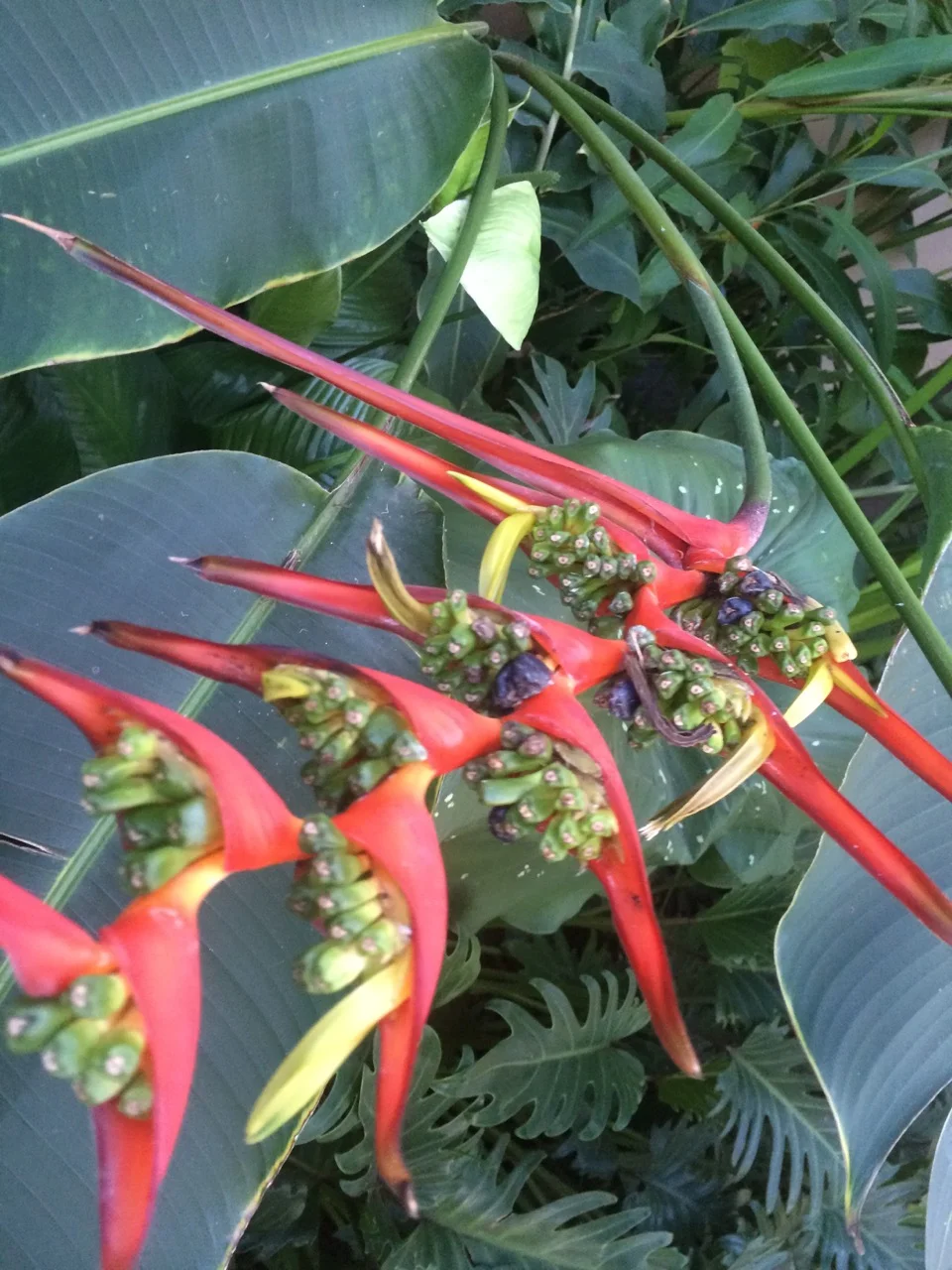 Heliconia schiedeana Balboa Park - .jpg