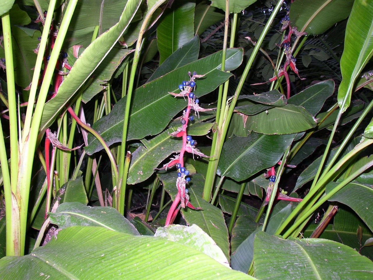 Heliconia schiedeana.jpg