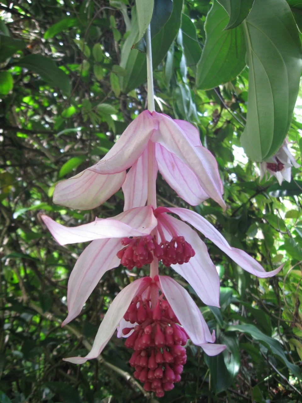 medinilla magnifica.jpg