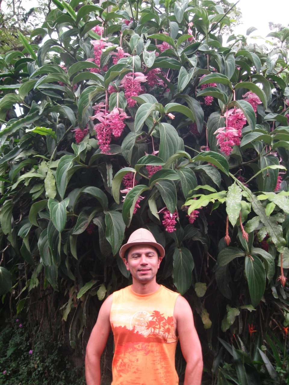 medinilla magnifica-2.jpg