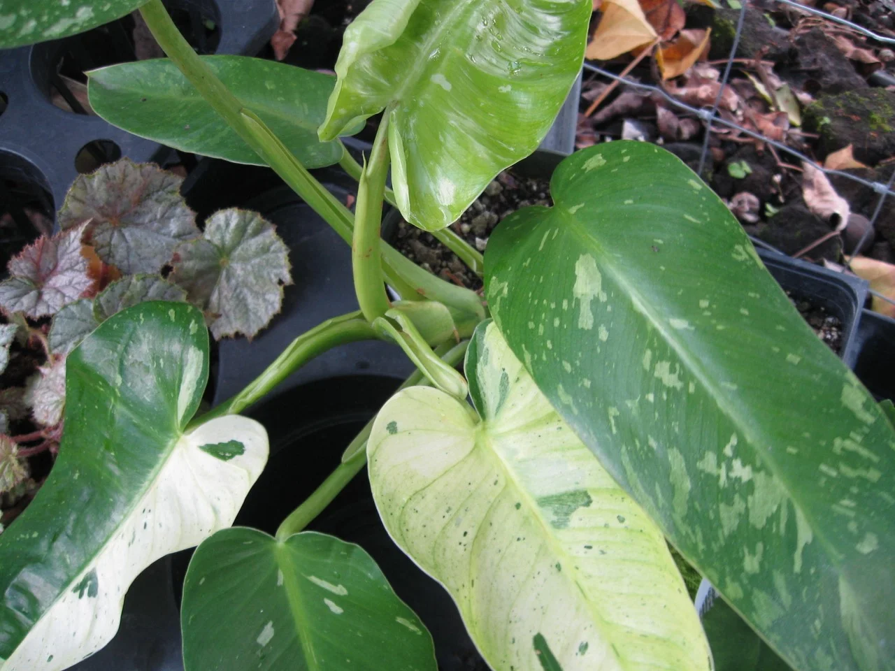 Philodendron imbe 'Variegtata' syn. 'Jose Buono'  Vintage Green Farms with  Tom Piergrossi