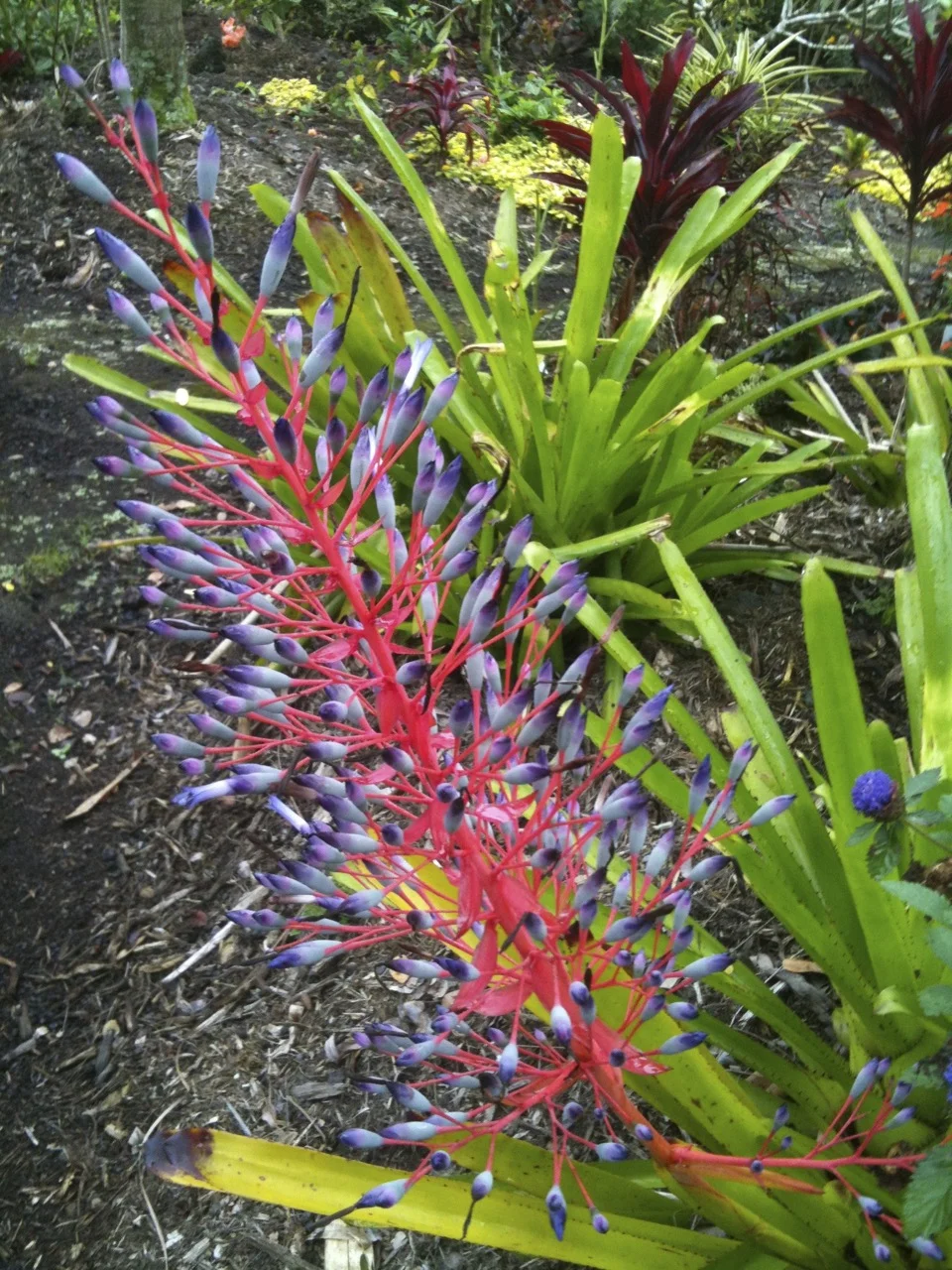 Portea petropolitana extensa-2.jpg