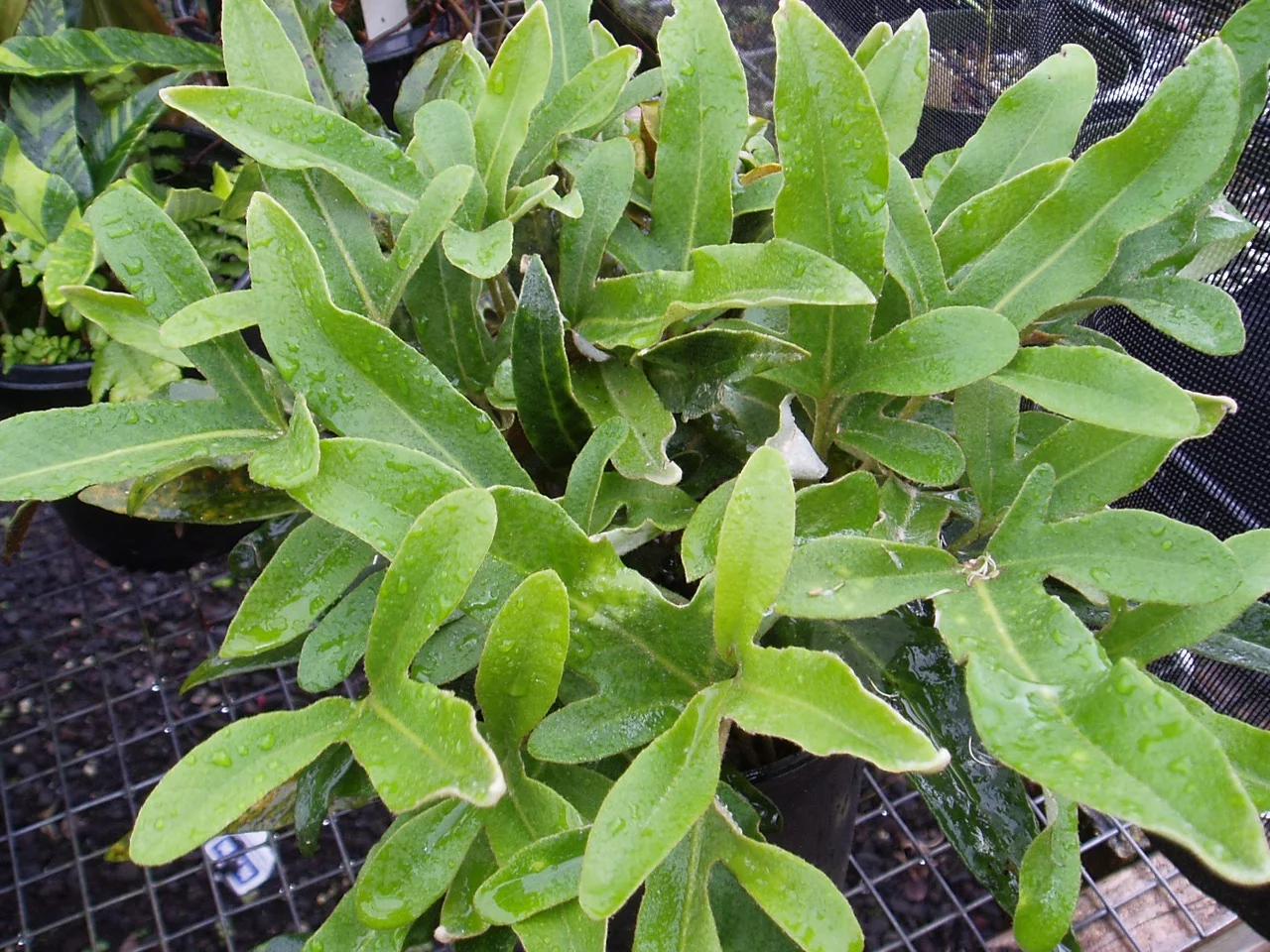 Pyrrosia hastata.jpg