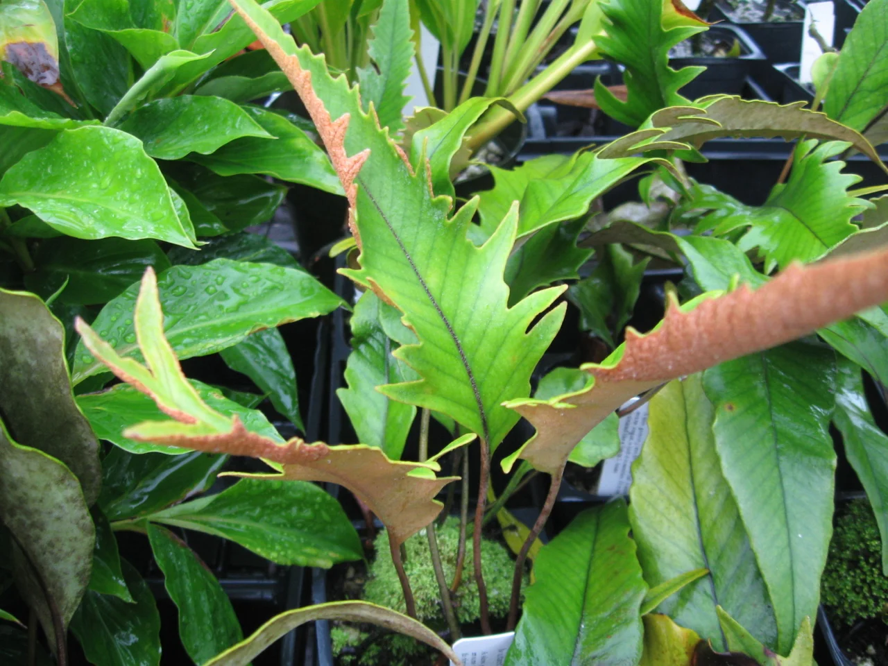 Pyrrosia lingua 'Hiryu'.jpg