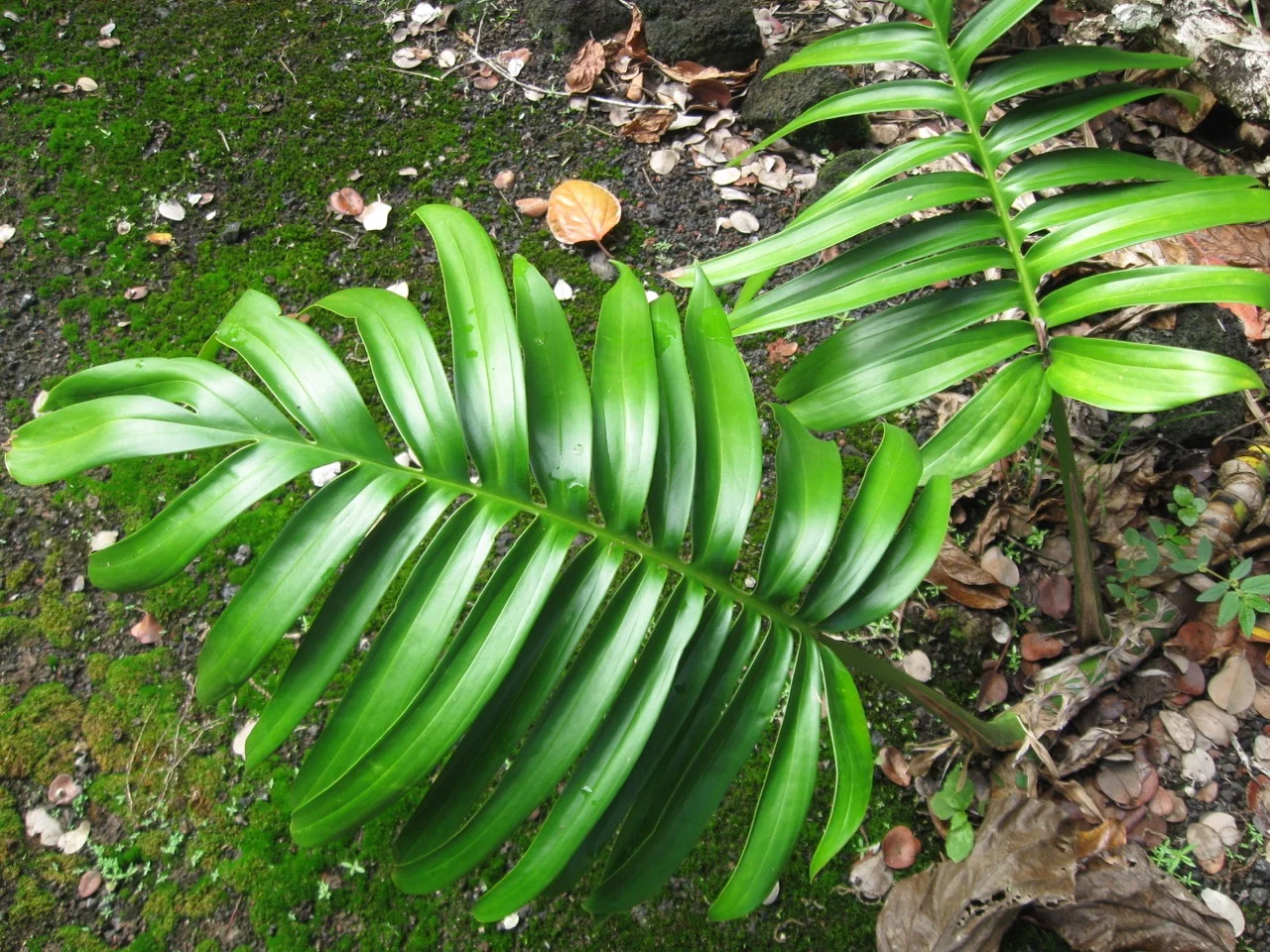 Rhaphidophora decursiva-2.jpg