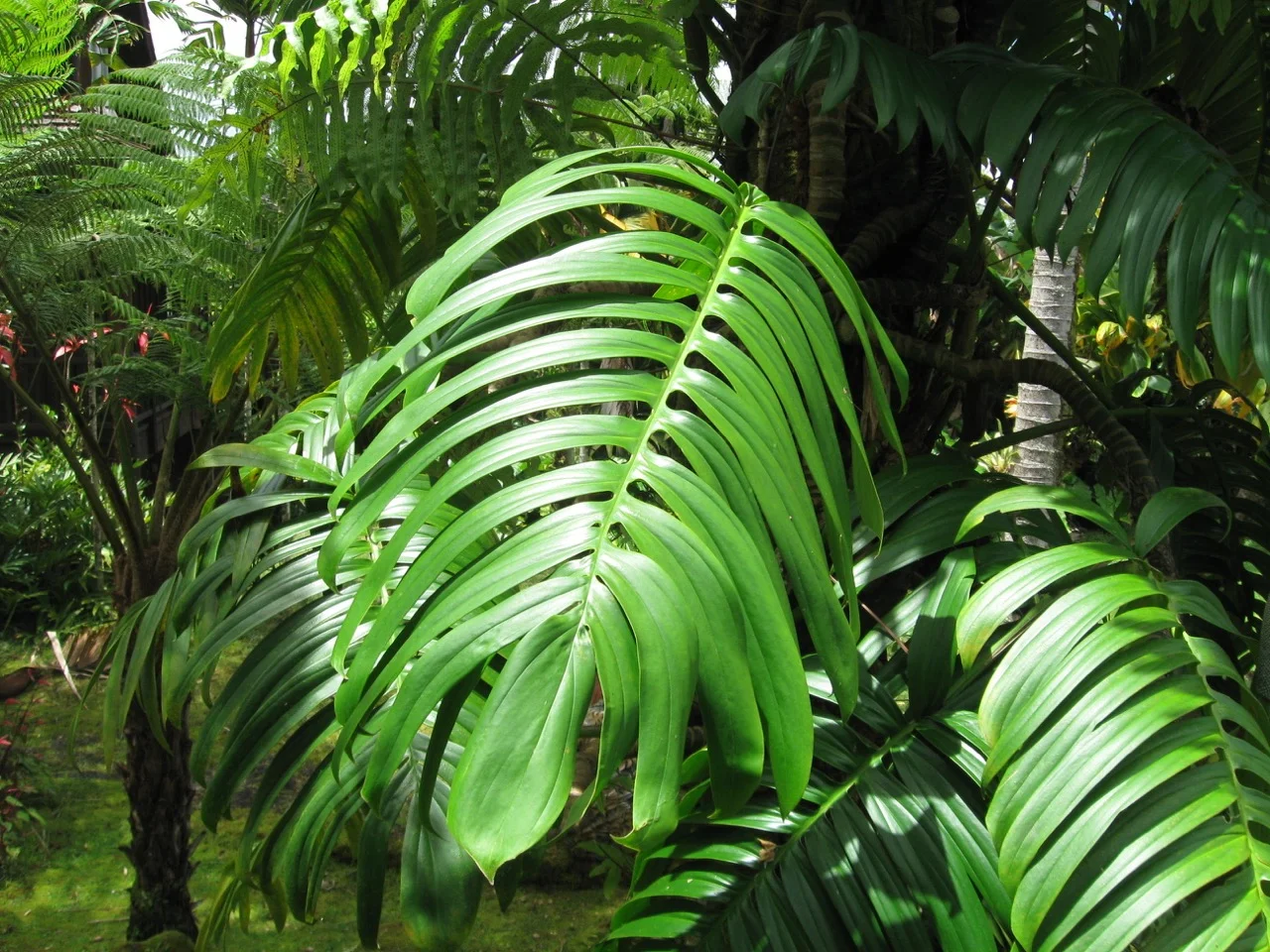 Rhaphidophora decursiva.jpg
