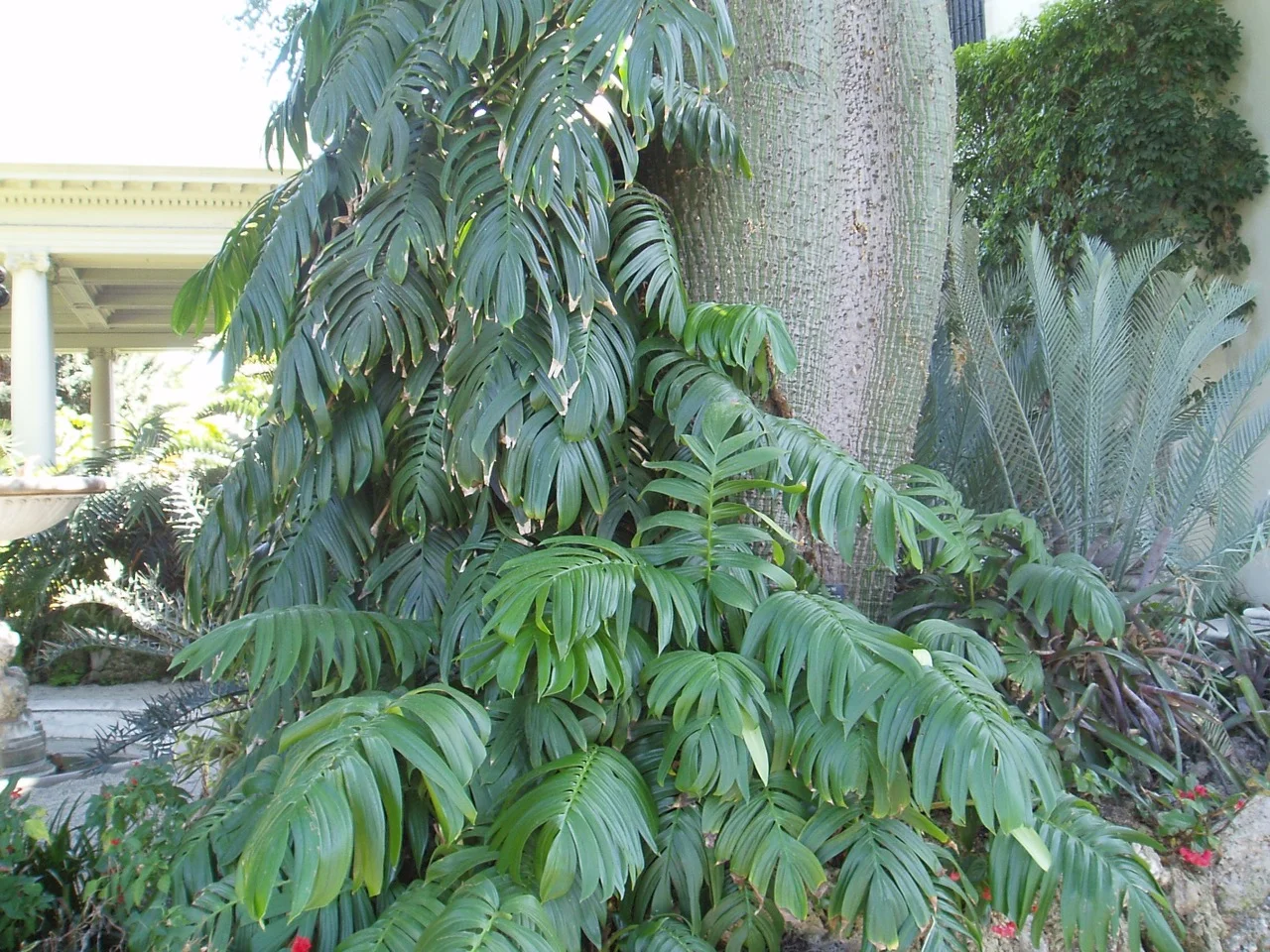 rhaphidophora_decursiva.jpg