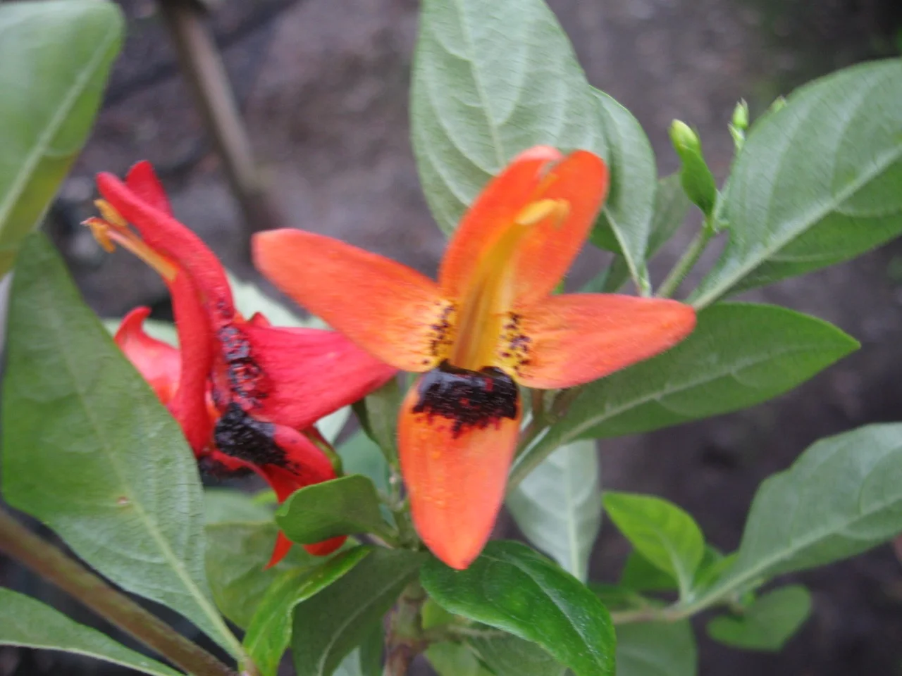 Ruttya fruticosa (Red)-2.jpg