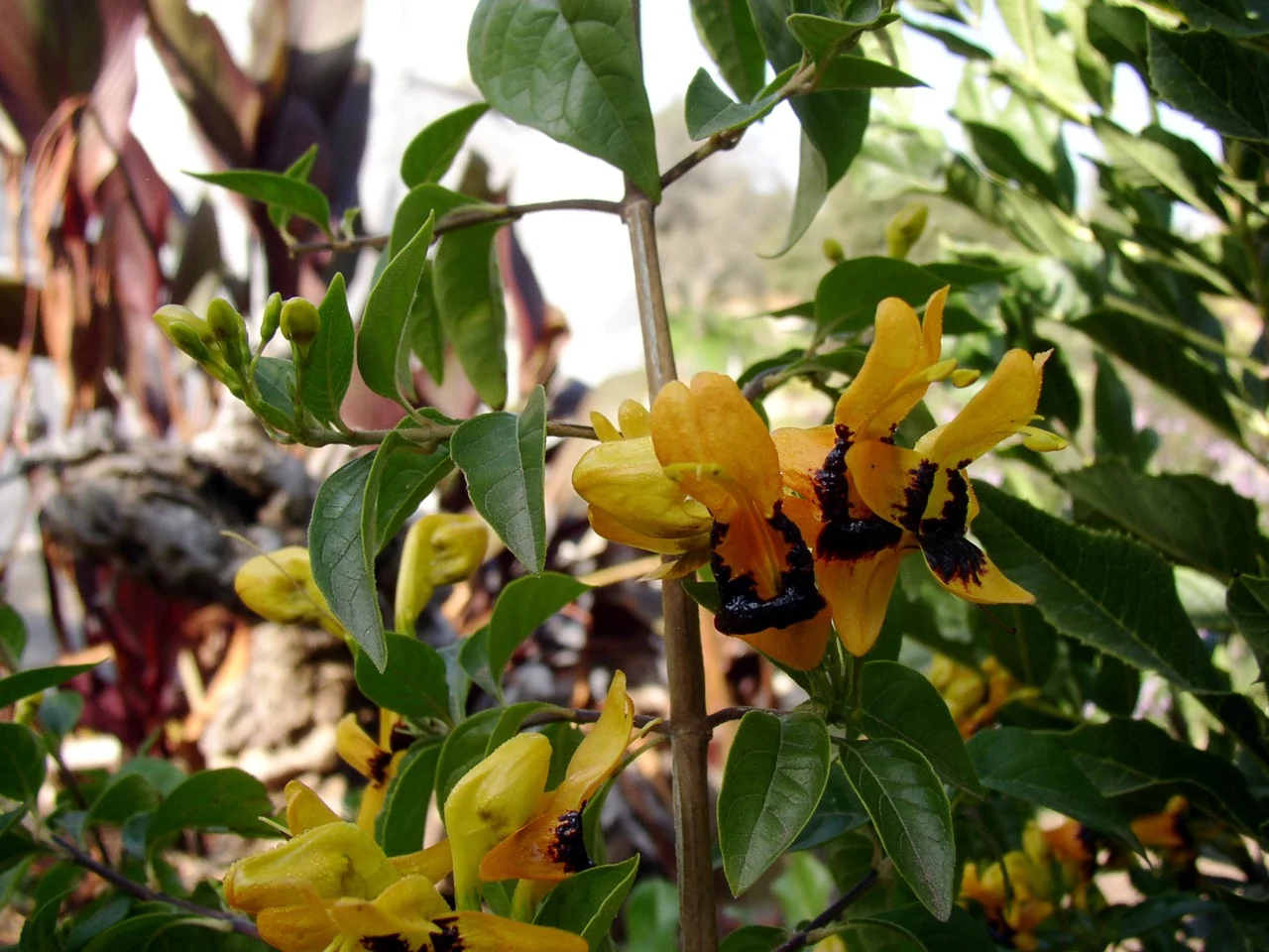 Ruttya fruticosa ‘Yellow Dragon’.jpg