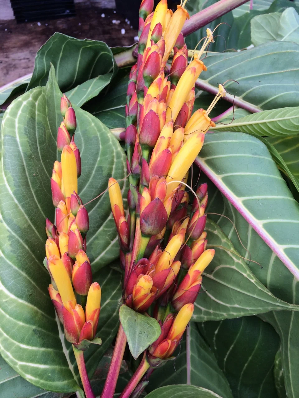 Sanchezia nobilis 'Singapore Gold'.jpg