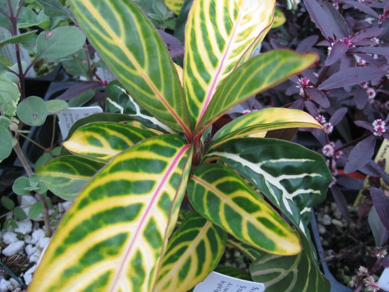 Sanchezia parvibracteata.jpg