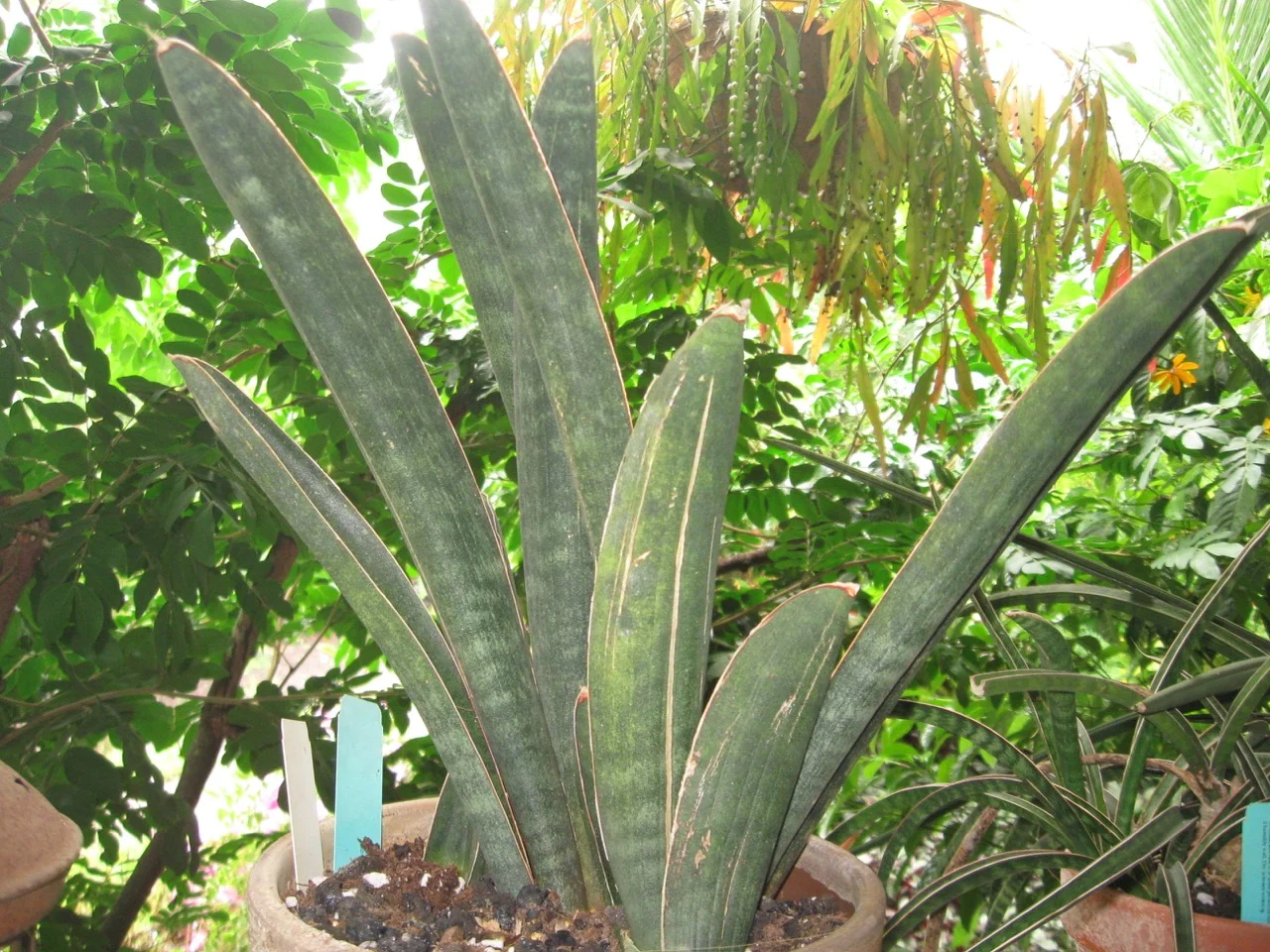 Sansevieria 'Baseball Bat'.jpg