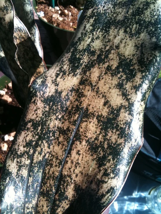 Sansevieria kirkii pulchra  Vintage Green Farms with Tom Piergrossi