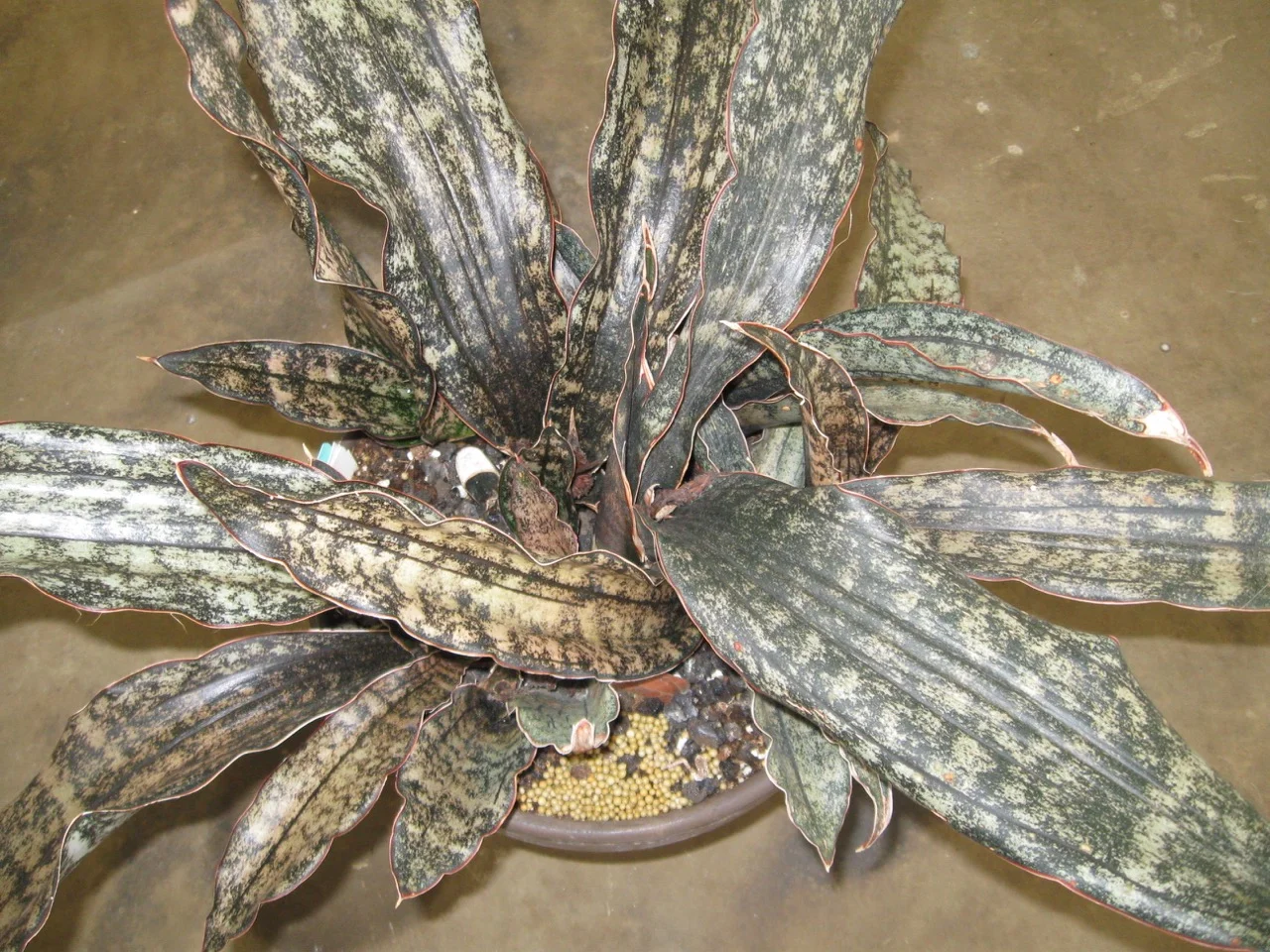 Sansevieria kirkii pulchra  Vintage Green Farms with Tom Piergrossi
