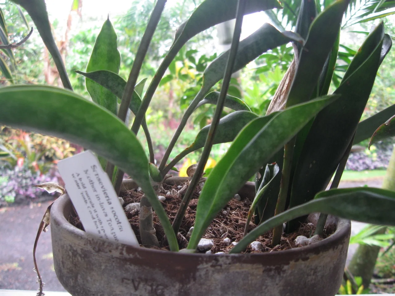 Sansevieria socotra-3.jpg