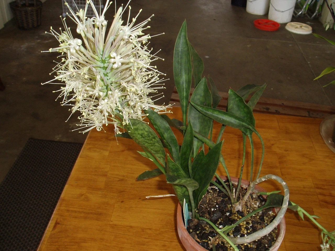 Sansevieria socotra.jpg