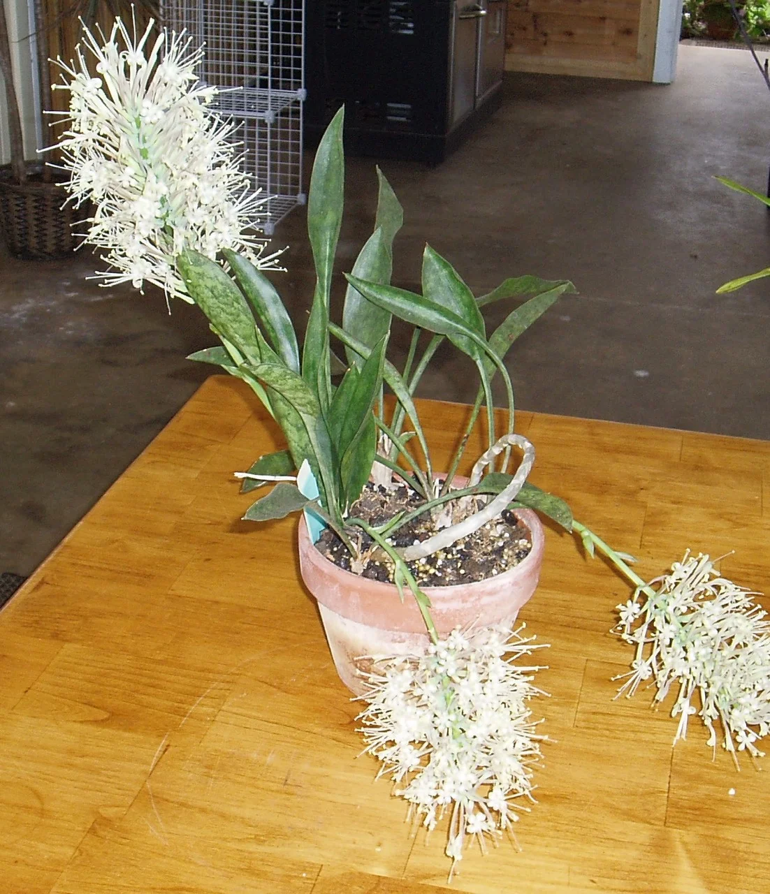 Sansevieria socotra-2.jpg