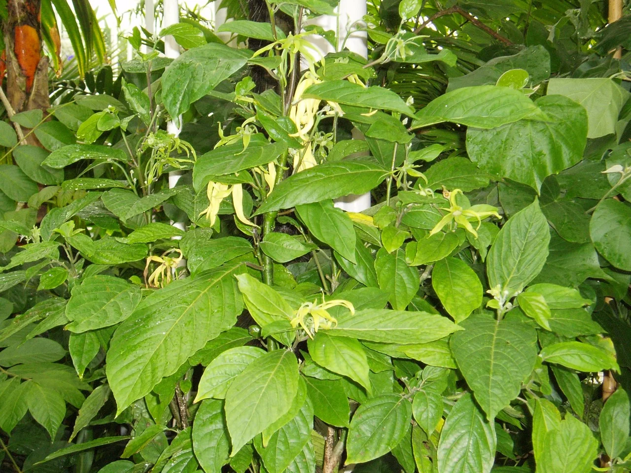 Strophanthus divaricatus.jpg
