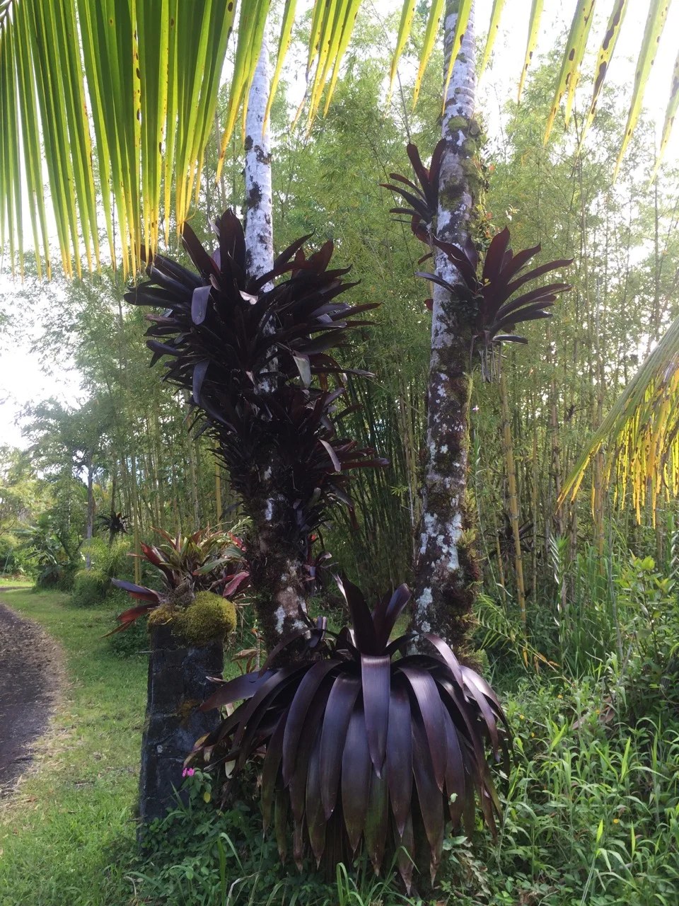 Werauhia sanguinolenta 'Rubra' (Vriesea).jpg