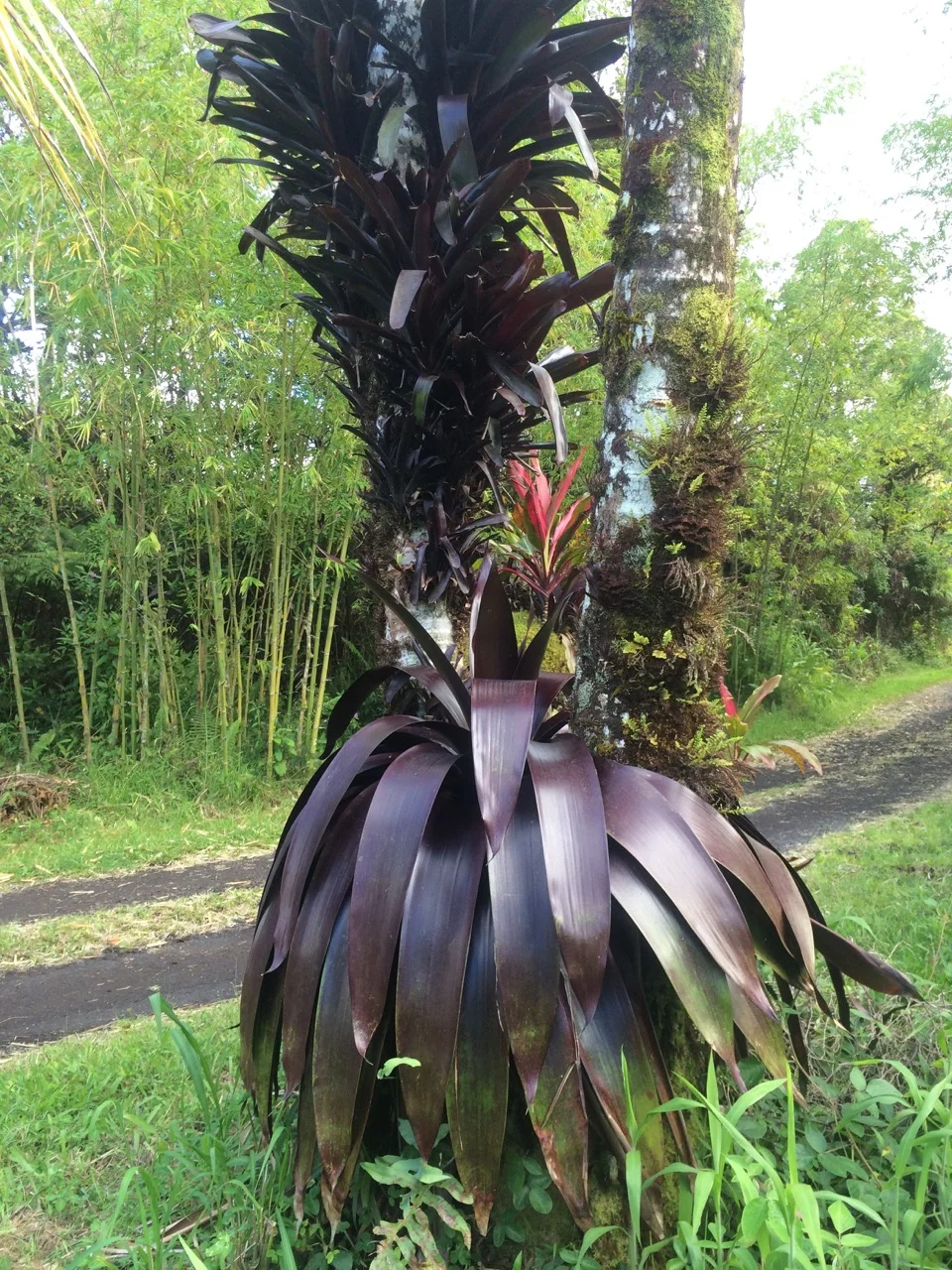 Werauhia sanguinolenta 'Rubra' (Vriesea)-2.jpg
