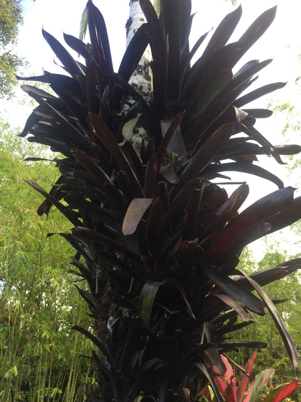 Werauhia sanguinolenta 'Rubra' (Vriesea)-3.jpg