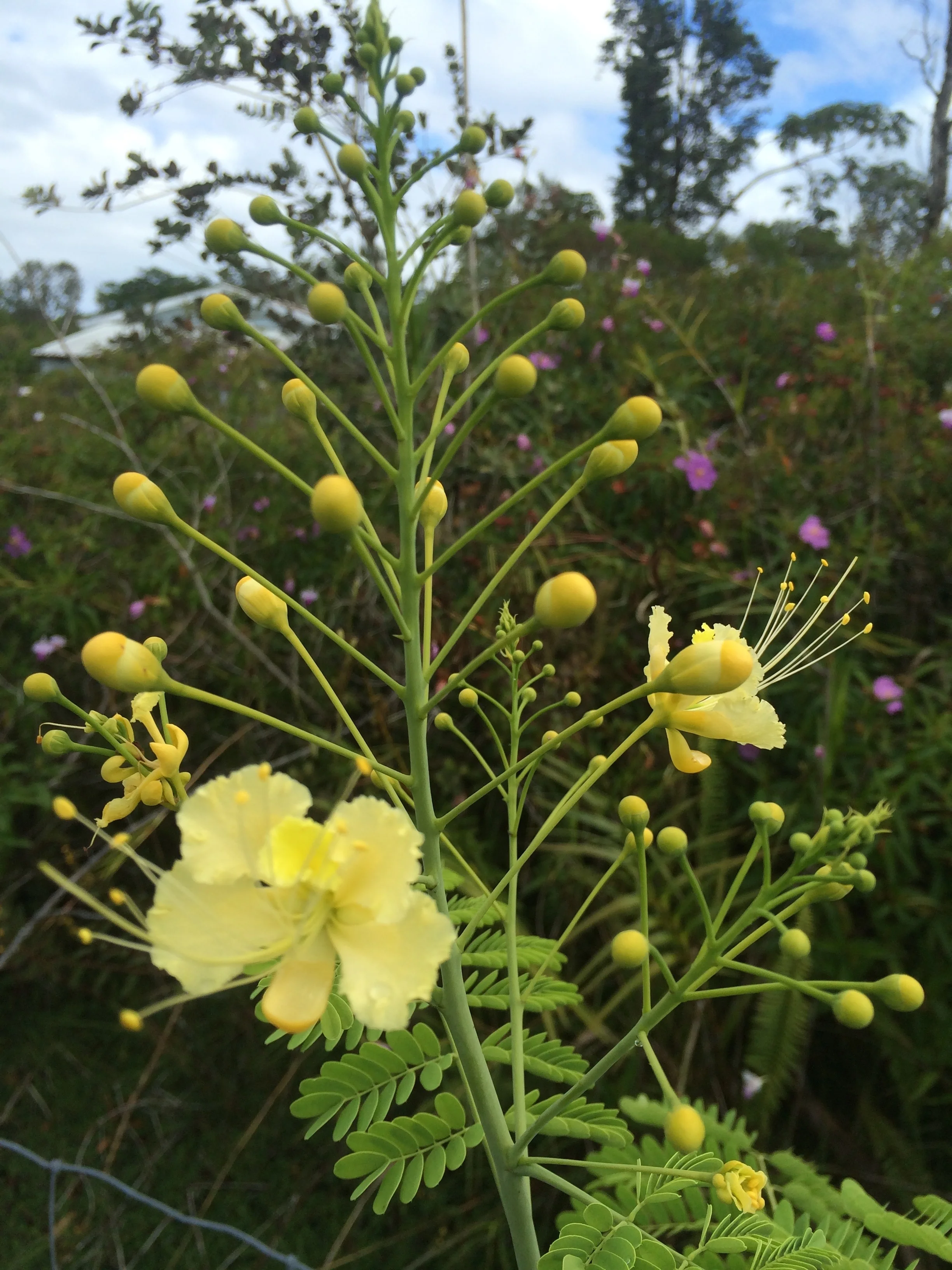 Caesalpinia pulcherrima 'Cream'.jpg