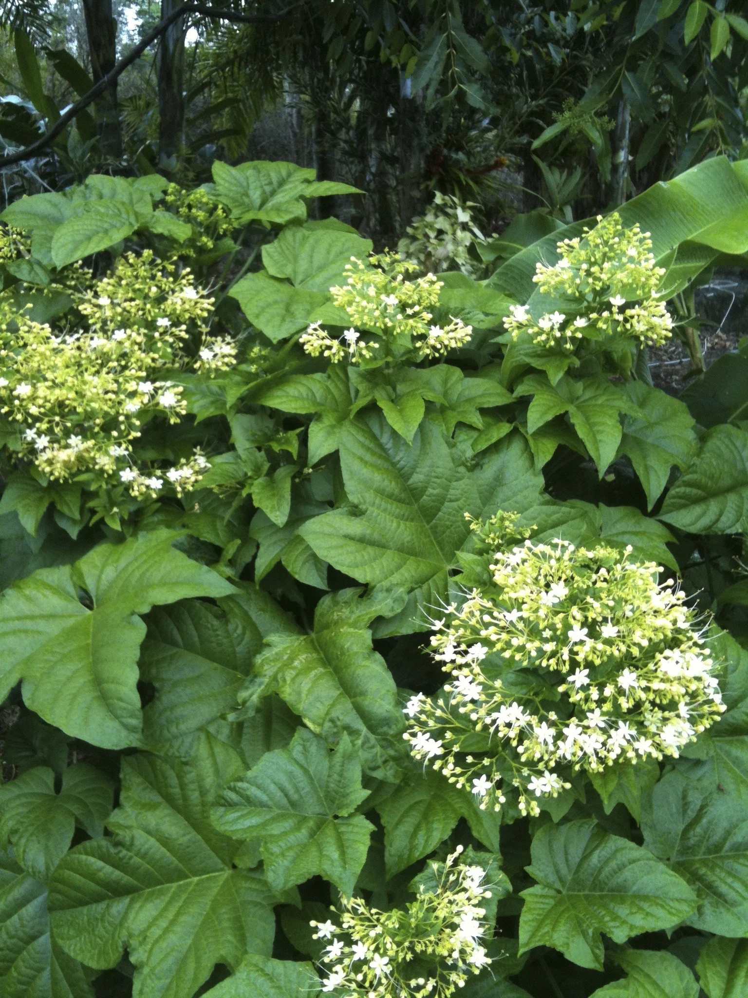 Clerodendrum paniculatum (light yellow form).jpg