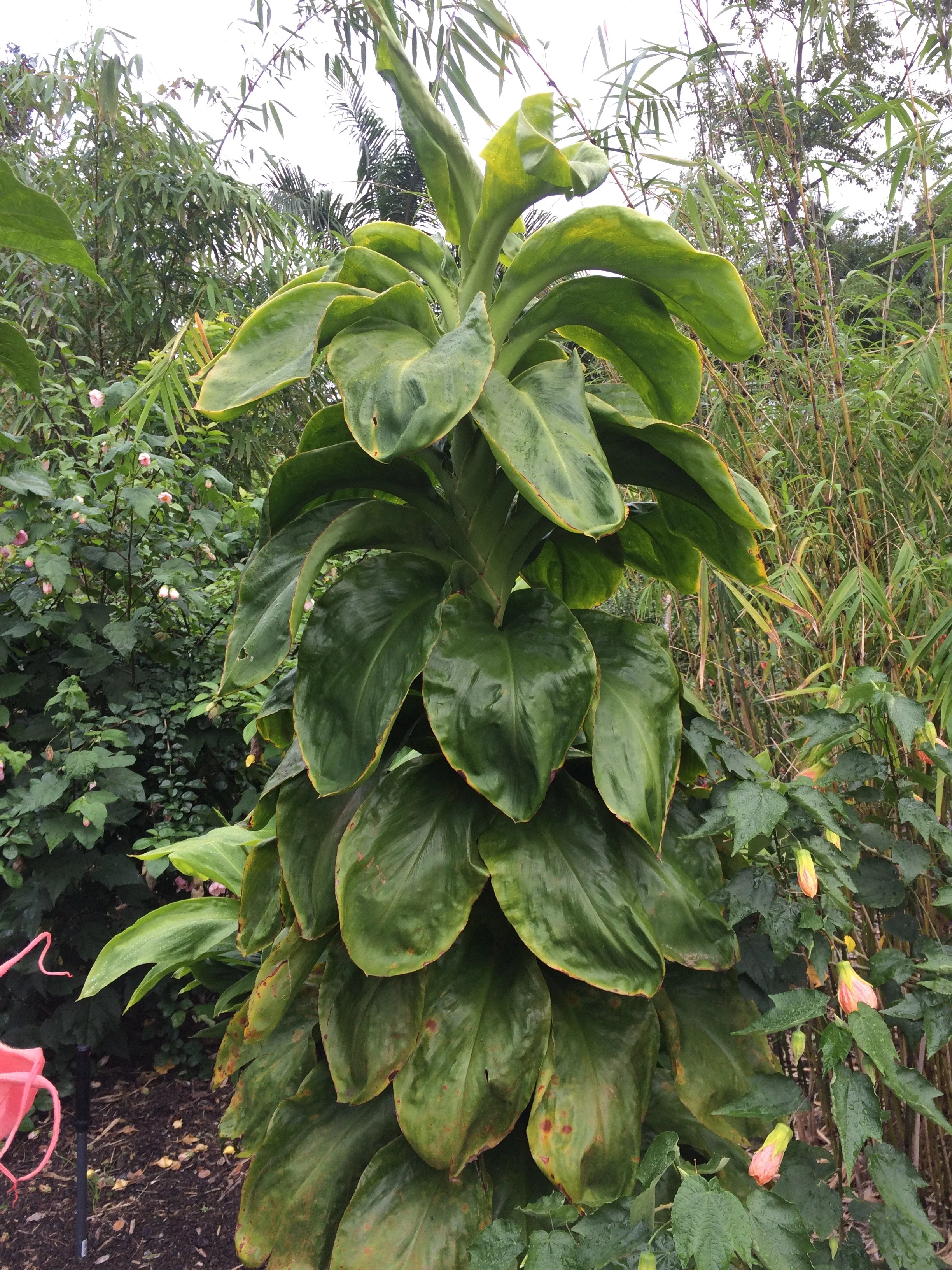 Cordyline terminalis 'Jurassic Green'.jpg
