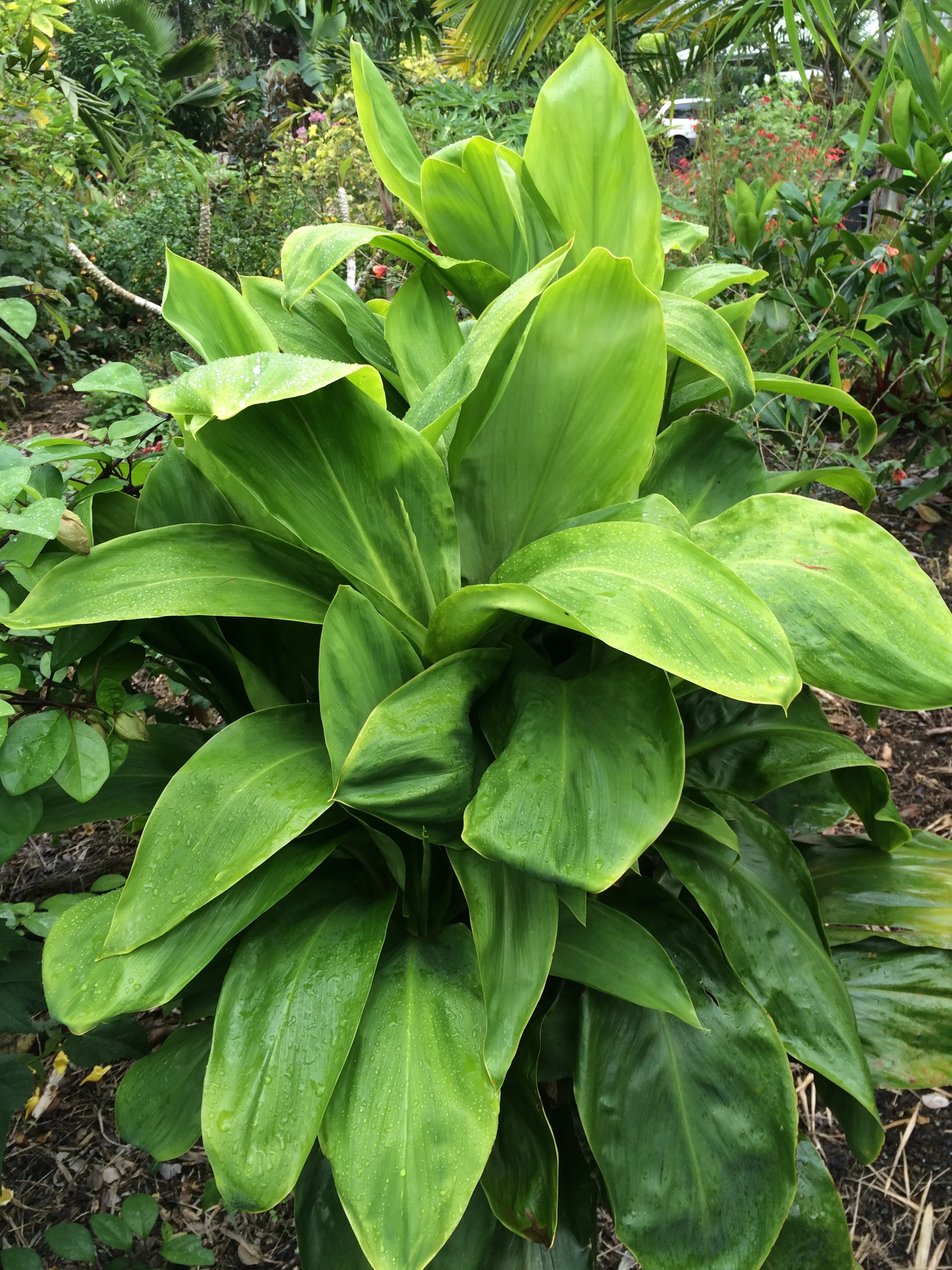 Cordyline terminalis 'Jurassic Green' (1).jpg