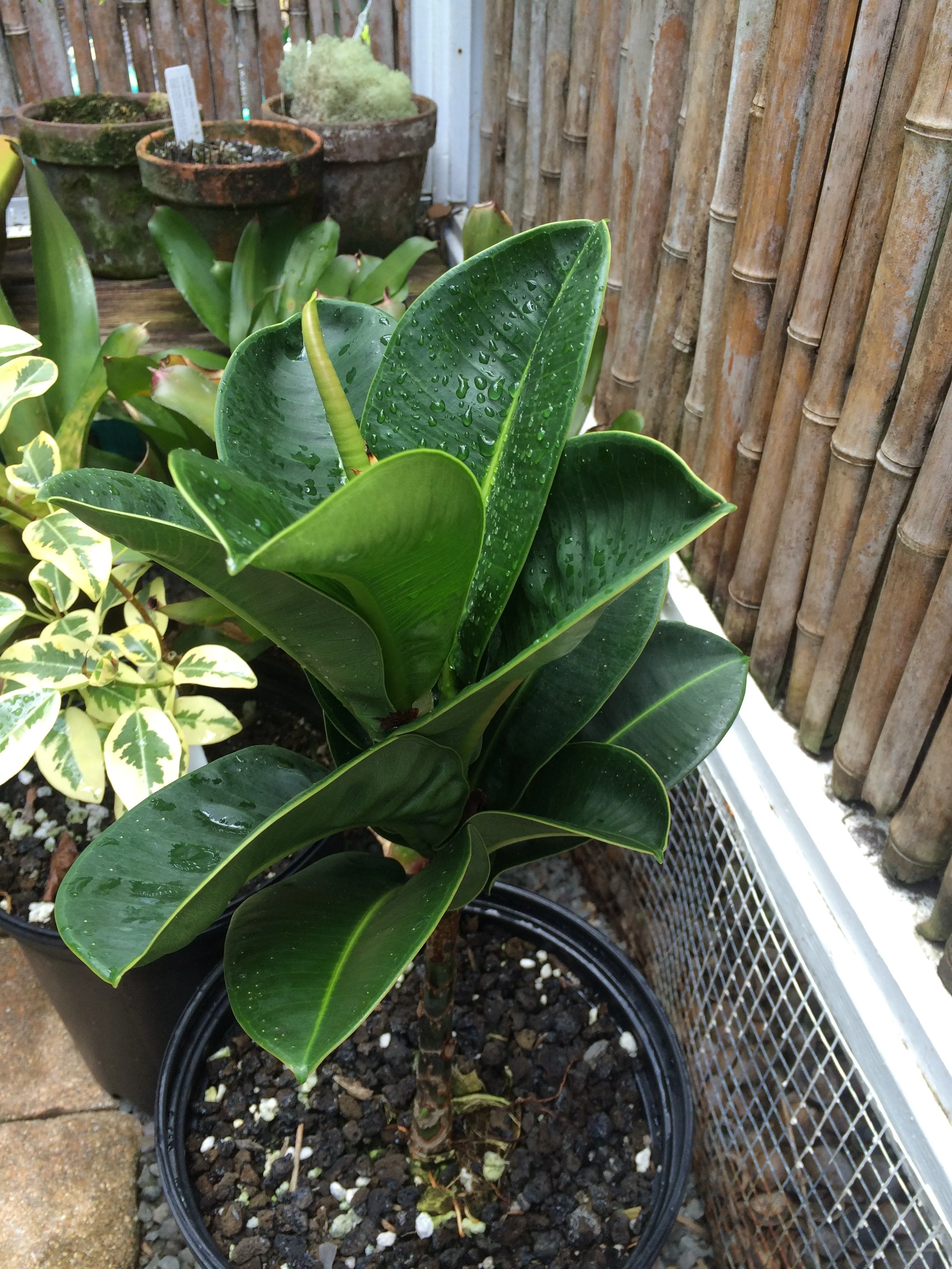 Ficus elastica congesta.jpg