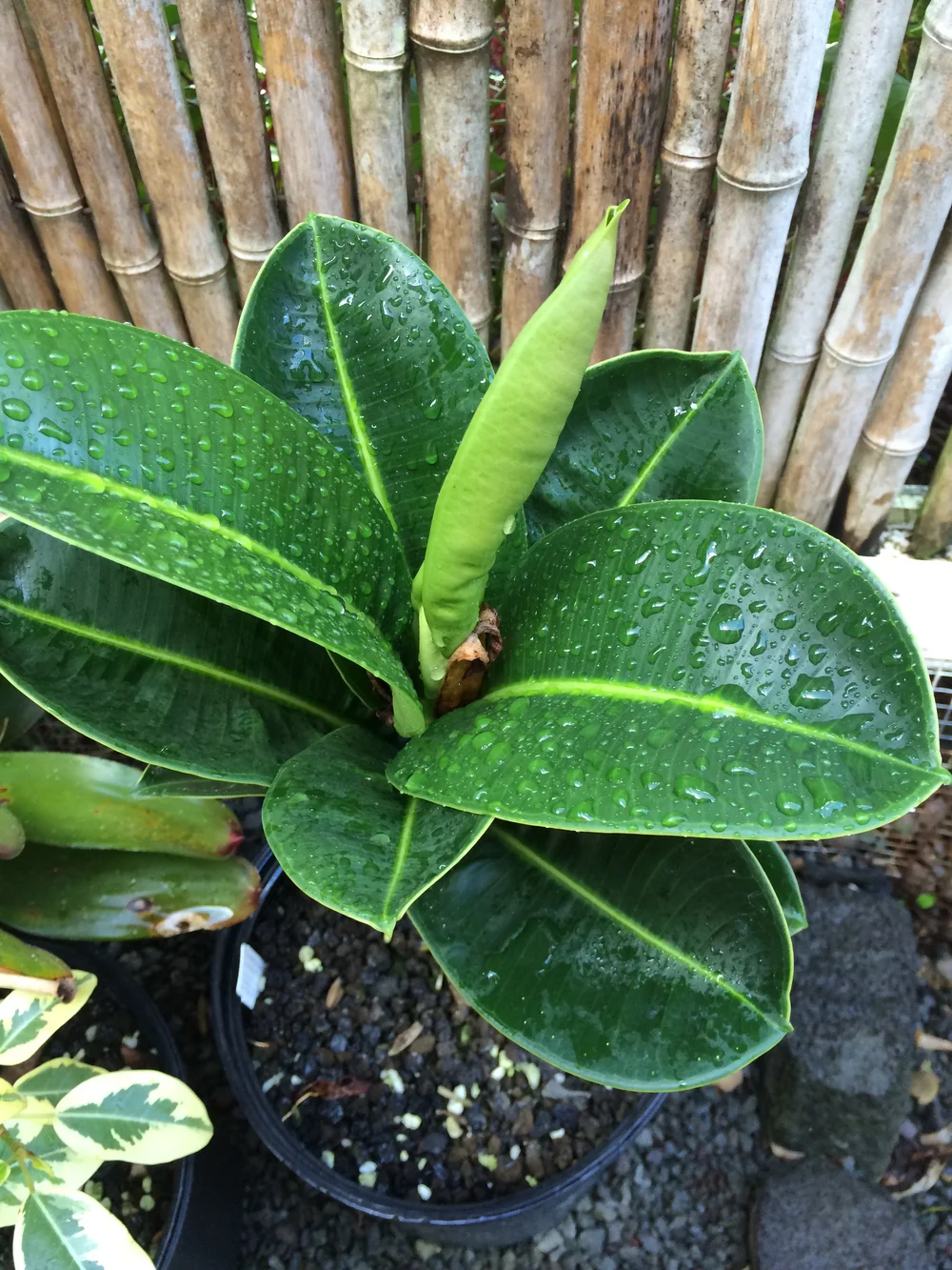 photos of rubber tree Ficus elastica 'Burgundy' (Rubber Tree)