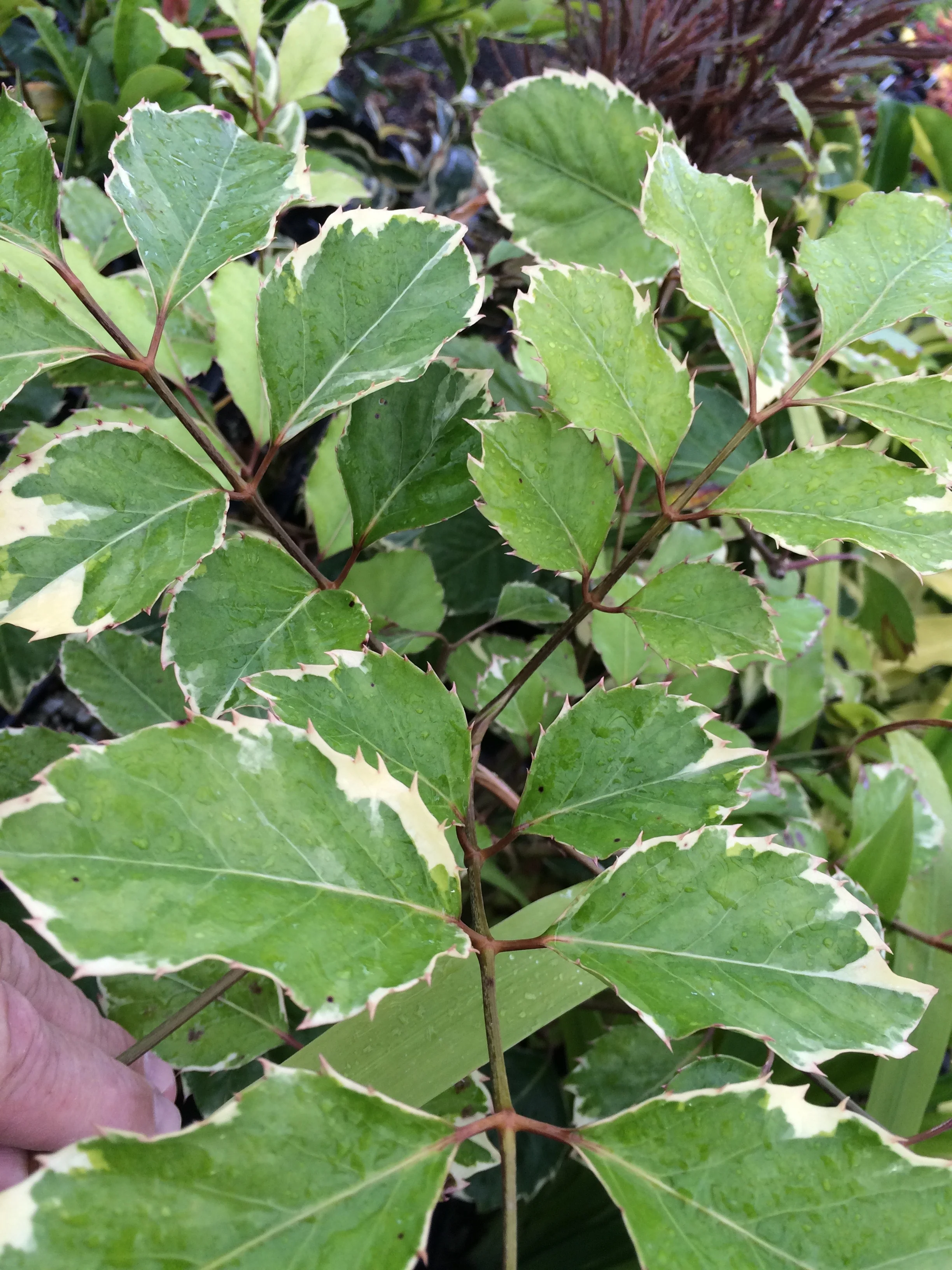 Polyscias paniculata variegata (cream).jpg
