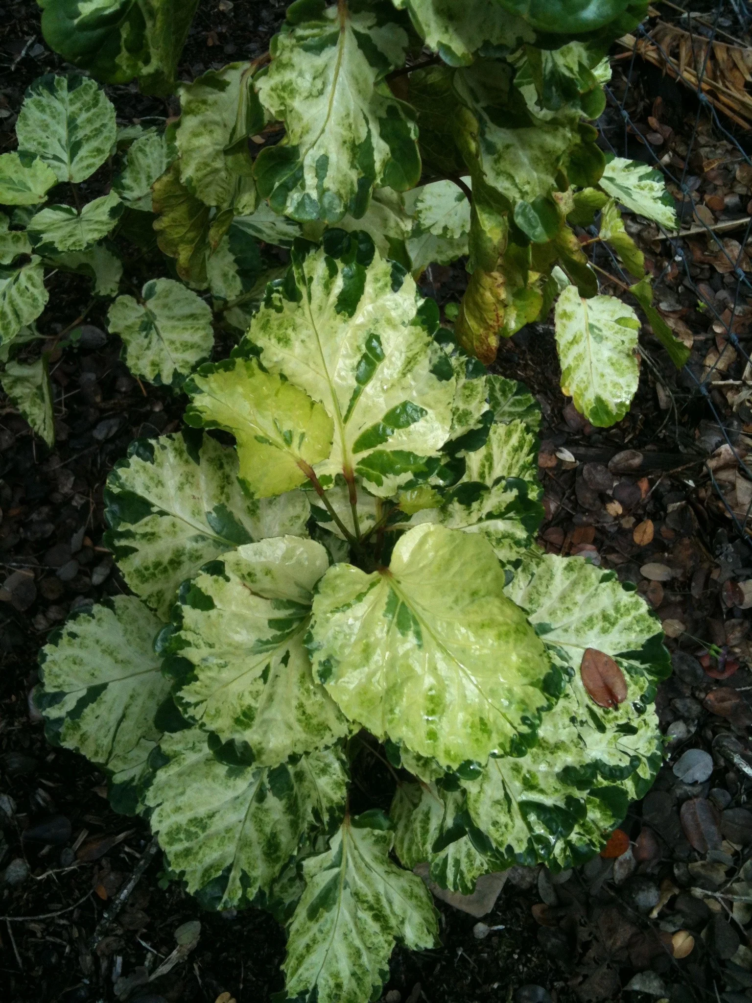 Polyscias paniculata variegata (2).jpg