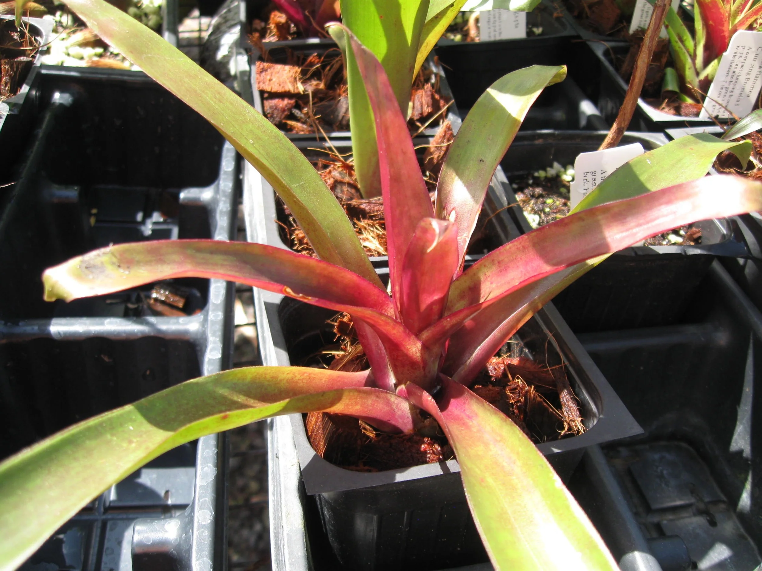 Tillandsia somnians (1).jpg