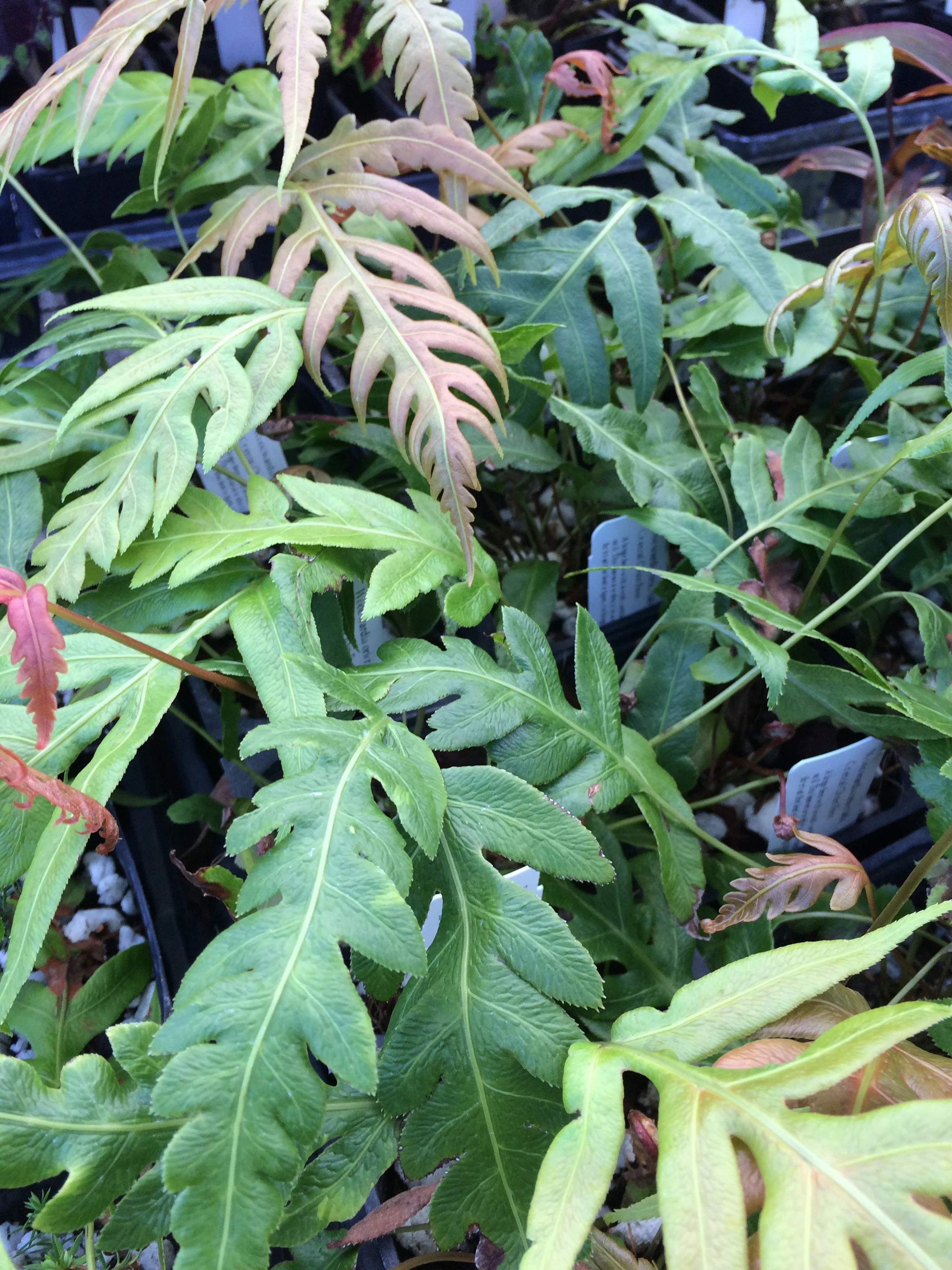 Woodwardia orientalis (1).jpg