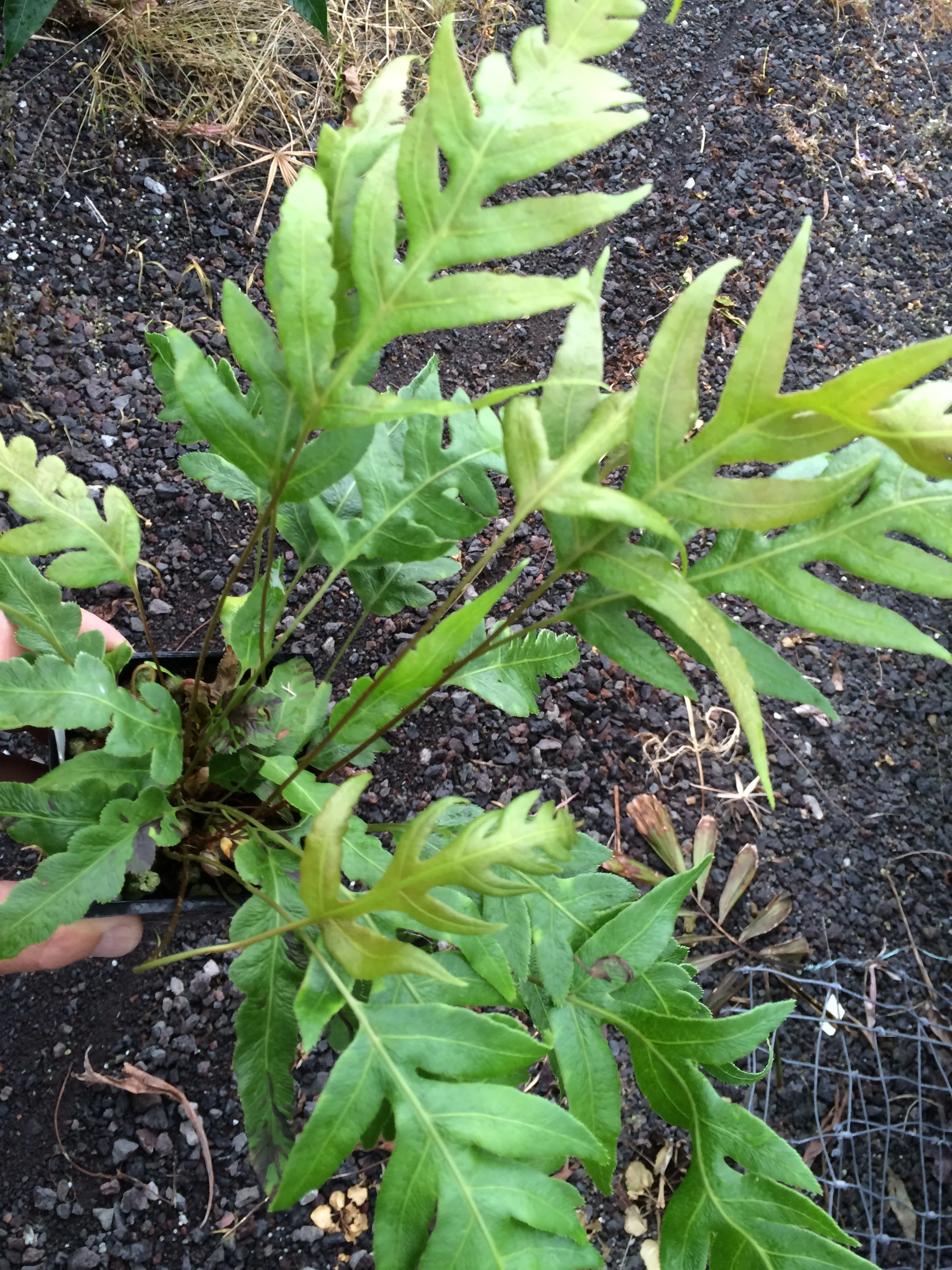 Woodwardia orientalis (2).jpg