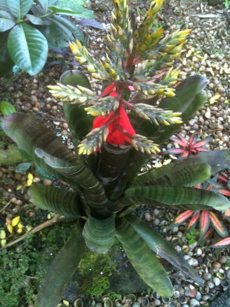 Aechmea 'Wine Cellar'.jpg