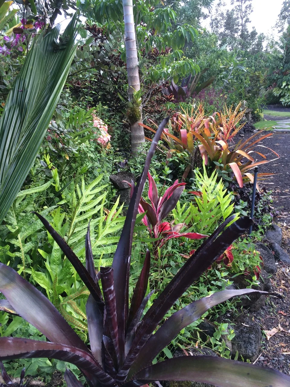 Aechmea 'Wine Cellar' (1).jpg
