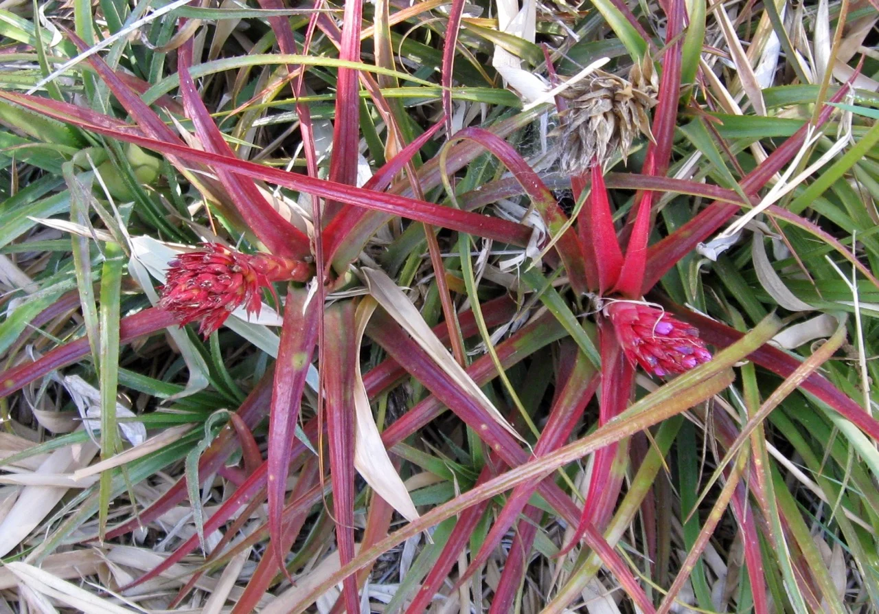 Aechmea recurvata var. ‘Benrathii’.jpg