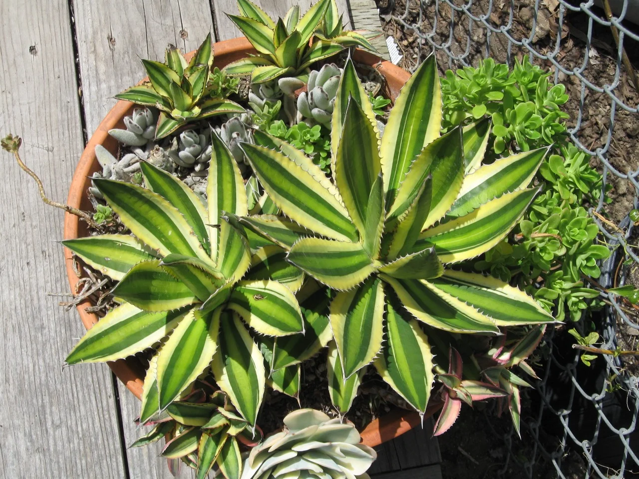 Agave lophantha quadricolor  Vintage Green Farms with Tom Piergrossi